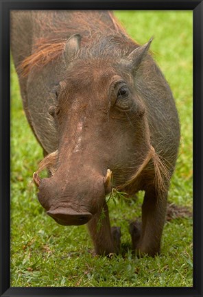 Framed Warthog, Kruger National Park, South Africa Print