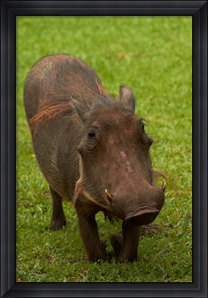 Framed Warthog, Phacochoerus africanus, Kruger NP, South Africa Print