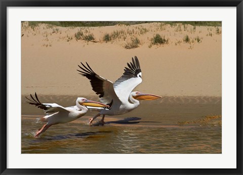 Framed White Pelicans, Sandwich Harbor, Namib-Naukluft, Namibia Print