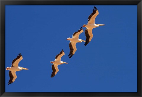 Framed White Pelicans in the sky, Sandwich Harbor, Namibia Print