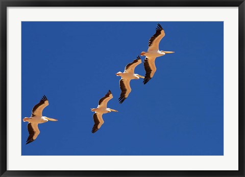 Framed White Pelicans in the sky, Sandwich Harbor, Namibia Print