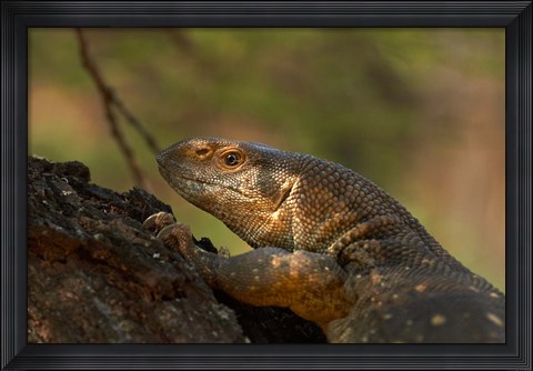Framed White-throated monitor, Kruger NP, South Africa Print