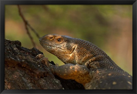 Framed White-throated monitor, Kruger NP, South Africa Print