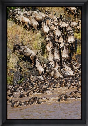 Framed Wildebeest crossing river Mara, Maasai Mara Wildlife Reserve, Kenya Print