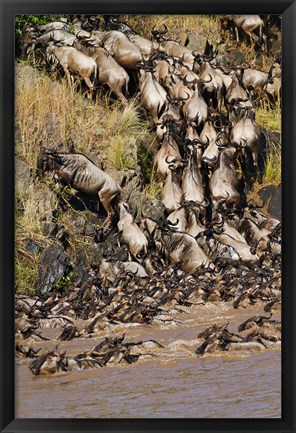 Framed Wildebeest crossing river Mara, Maasai Mara Wildlife Reserve, Kenya Print