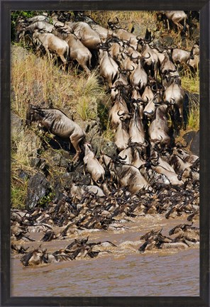 Framed Wildebeest crossing river Mara, Maasai Mara Wildlife Reserve, Kenya Print