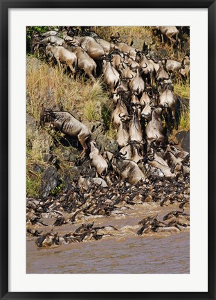 Framed Wildebeest crossing river Mara, Maasai Mara Wildlife Reserve, Kenya Print