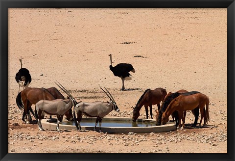 Framed Wildlife at Garub waterhole, Namib-Naukluft NP, Namibia, Africa. Print