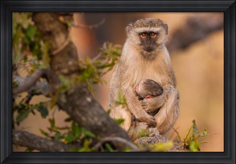 Framed Vervet monkey and infant, Okavango Delta, Botswana Print