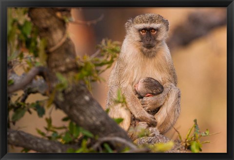 Framed Vervet monkey and infant, Okavango Delta, Botswana Print