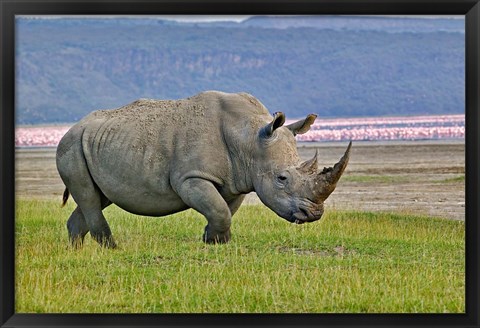 Framed White Rhinoceros and Lesser Flamingos, Lake Nakuru National Park, Kenya Print