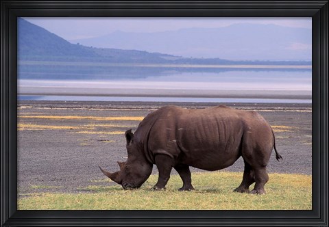 Framed White Rhinoceros, Lake Nakuru National Park, Kenya Print