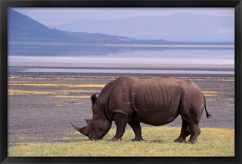 Framed White Rhinoceros, Lake Nakuru National Park, Kenya Print