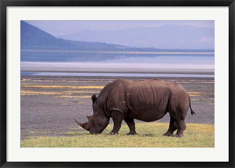 Framed White Rhinoceros, Lake Nakuru National Park, Kenya Print