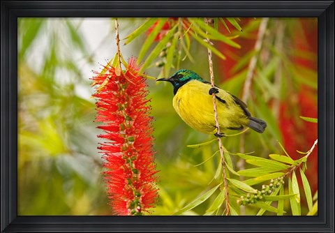 Framed Variable Sunbird, Aberdare Country Club, Nyeri, Kenya Print