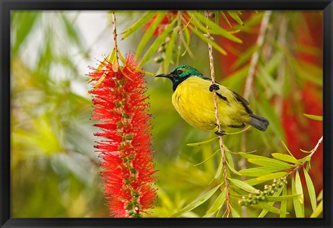 Framed Variable Sunbird, Aberdare Country Club, Nyeri, Kenya Print