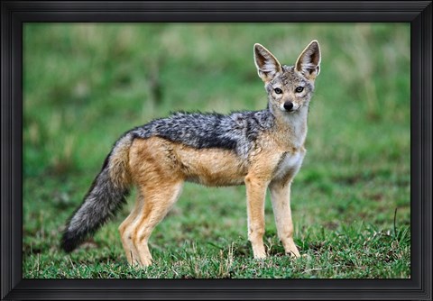 Framed Wild Dog, Black-backed Jackal, Masai Mara, Kenya Print