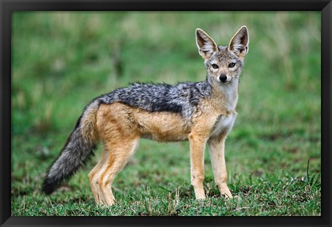 Framed Wild Dog, Black-backed Jackal, Masai Mara, Kenya Print