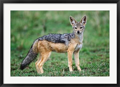 Framed Wild Dog, Black-backed Jackal, Masai Mara, Kenya Print