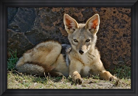 Framed Black-backed Jackal resting, Masai Mara, Kenya Print