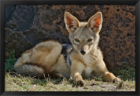 Framed Black-backed Jackal resting, Masai Mara, Kenya Print