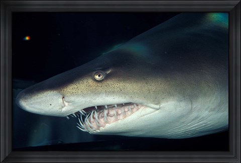 Framed Head of a Great White Shark, South Africa Print