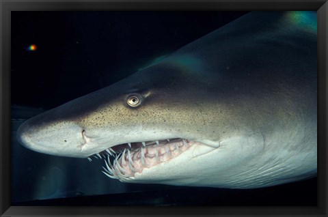 Framed Head of a Great White Shark, South Africa Print