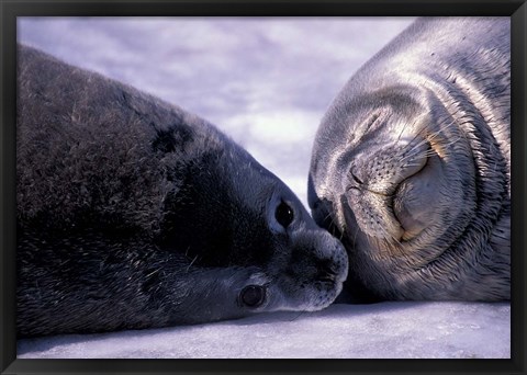 Framed Weddell Fur Seal Cow and Pup, Antarctica Print