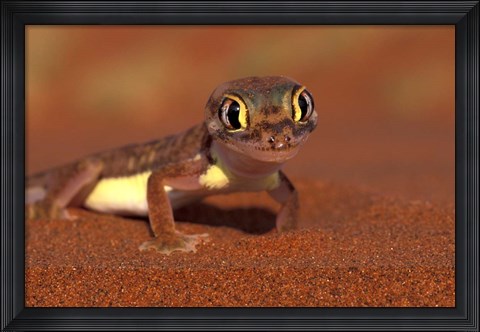 Framed Web-footed Gecko, Namib National Park, Namibia Print