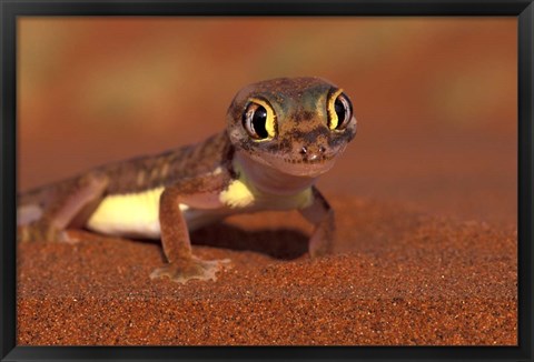 Framed Web-footed Gecko, Namib National Park, Namibia Print