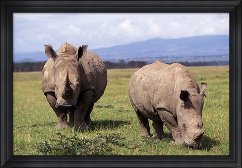 Framed White Rhinoceros grazing, Lake Nakuru National Park, Kenya Print