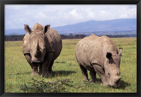 Framed White Rhinoceros grazing, Lake Nakuru National Park, Kenya Print