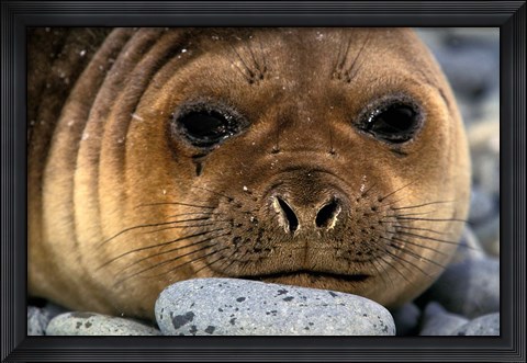 Framed Weddell Seal, South Georgia Island, Sub-Antarctica Print