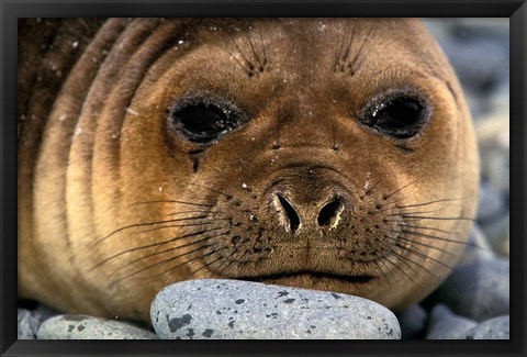 Framed Weddell Seal, South Georgia Island, Sub-Antarctica Print