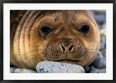 Framed Weddell Seal, South Georgia Island, Sub-Antarctica Print