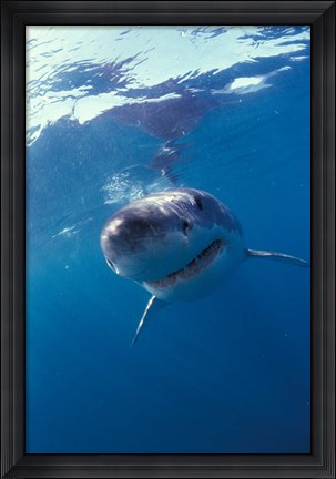 Framed Underwater View of a Great White Shark, South Africa Print