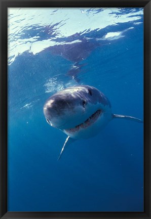 Framed Underwater View of a Great White Shark, South Africa Print