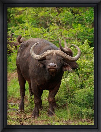 Framed Water Buffalo, Hluhulwe Game Reserve, South Africa Print