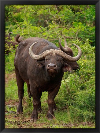 Framed Water Buffalo, Hluhulwe Game Reserve, South Africa Print