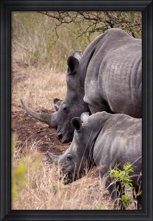 Framed White Rhino in Zulu Nyala Game Reserve, Kwazulu Natal, South Africa Print