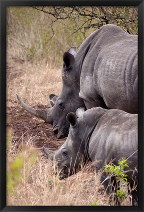 Framed White Rhino in Zulu Nyala Game Reserve, Kwazulu Natal, South Africa Print