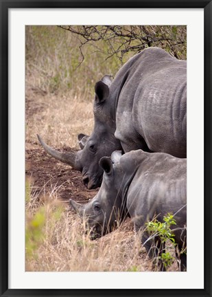 Framed White Rhino in Zulu Nyala Game Reserve, Kwazulu Natal, South Africa Print