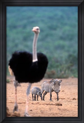 Framed Warthog &amp; offspring, Addo National Park, South Africa Print