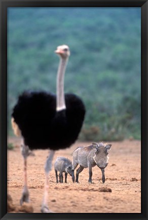 Framed Warthog &amp; offspring, Addo National Park, South Africa Print