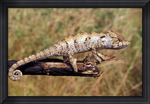Framed Wild Chameleon, Madagascar Print