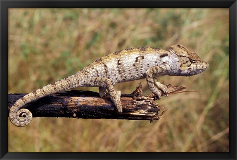 Framed Wild Chameleon, Madagascar Print