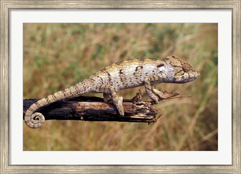 Framed Wild Chameleon, Madagascar Print