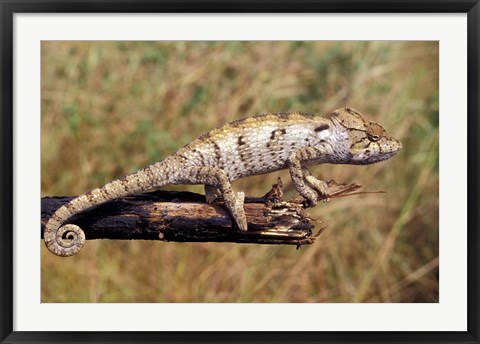 Framed Wild Chameleon, Madagascar Print