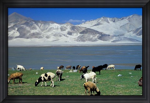 Framed View of Grazing Sheep, Karakuli Lake and Mt Kunlun, Silk Road, China Print