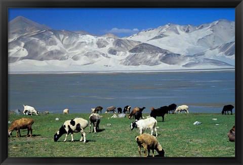 Framed View of Grazing Sheep, Karakuli Lake and Mt Kunlun, Silk Road, China Print